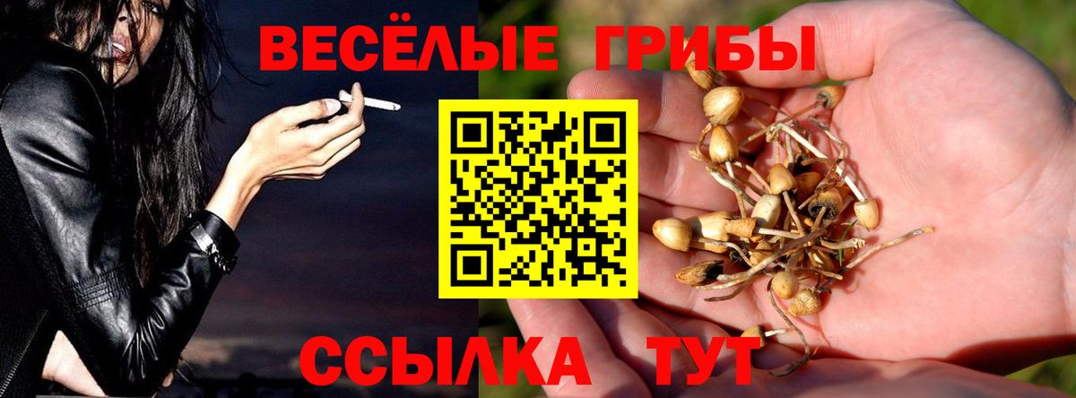 Псилоцибиновые грибы Magic Shrooms  где найти   Вход с VPN  Тулун  Псилоцибиновые грибы Cubensis 